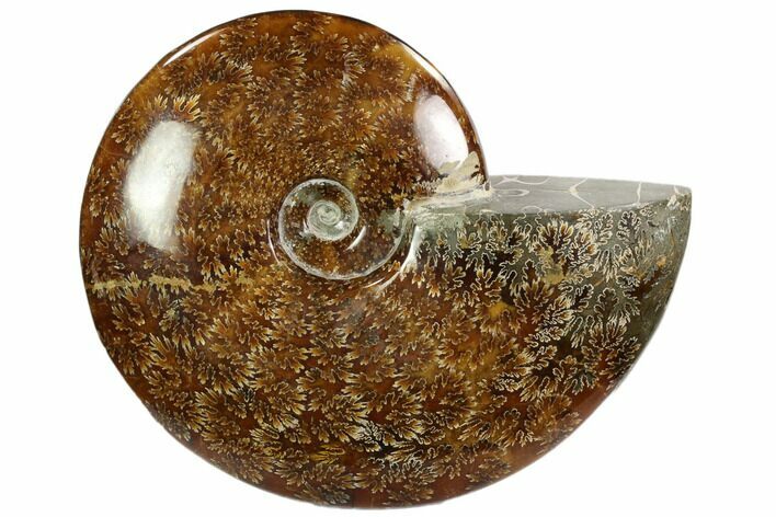 Polished, Agatized Ammonite (Cleoniceras) - Madagascar #102600